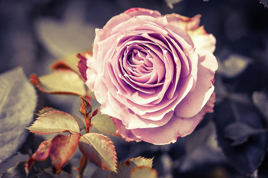 Garden Rose Novalis Photograph by RC Studio