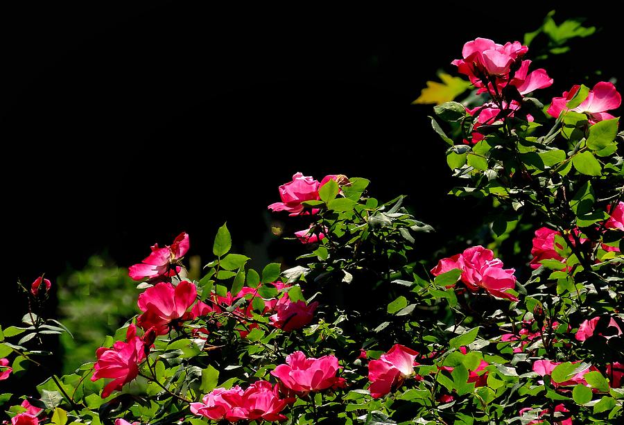 Garden Roses in Spring Photograph by Linda Stern
