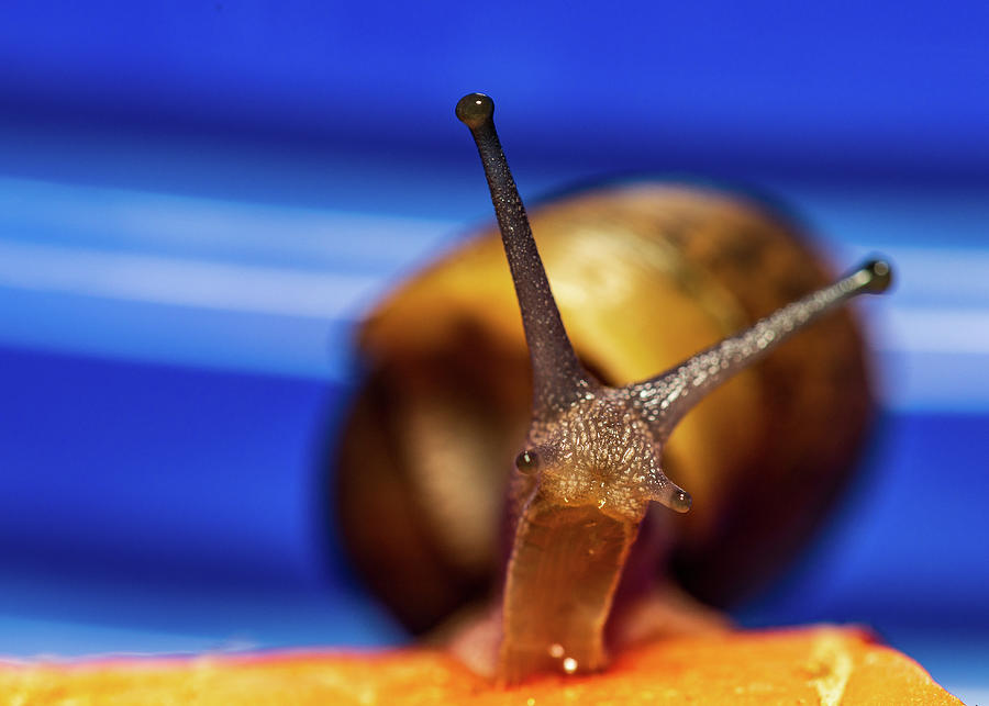 Garden Snail 2 - Animal Photography Photograph by Amelia Pearn