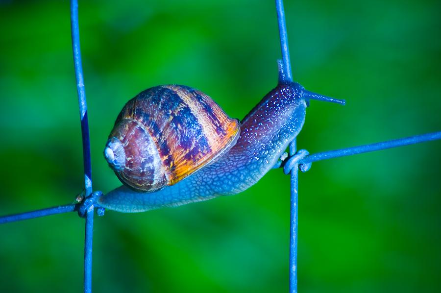 Garden Snail Photograph by Adria Trail