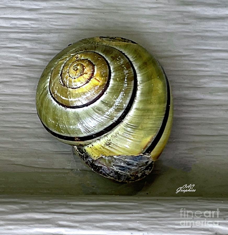 Garden Snail Photograph by CAC Graphics