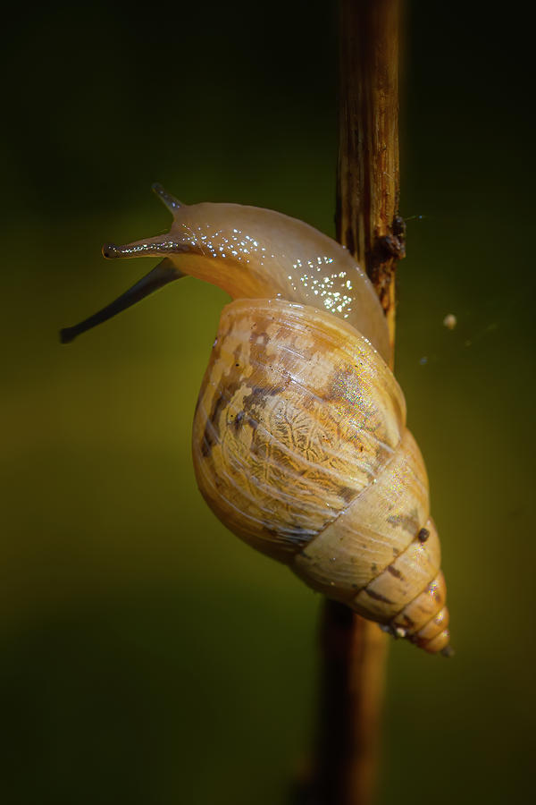 Garden Snail Photograph by Mark Andrew Thomas