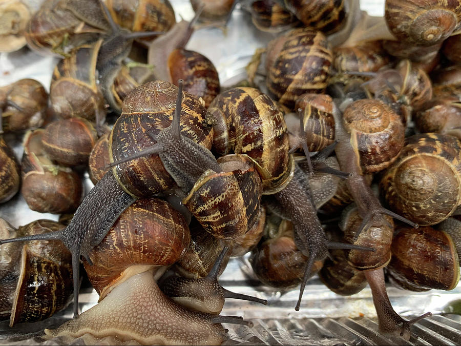 Garden Snails Photograph by Lieve Snellings