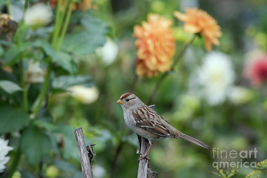 Garden Sparrow Photograph by Kristine Anderson
