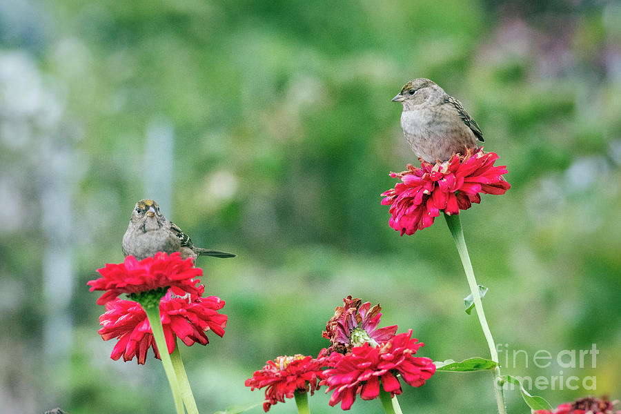 Garden Sparrow Pair Photograph by Kristine Anderson