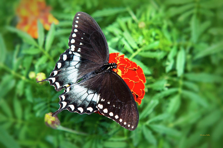 Garden Spice Butterfly Photograph by Christina Rollo