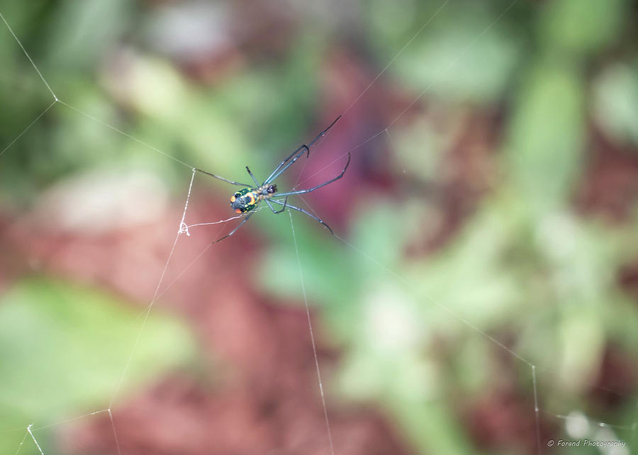 Garden Spider 2 Photograph by Debra Forand