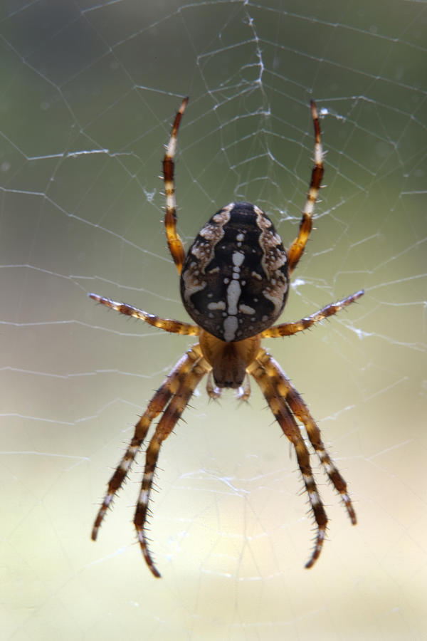 Garden spider Photograph by Dag Sundberg