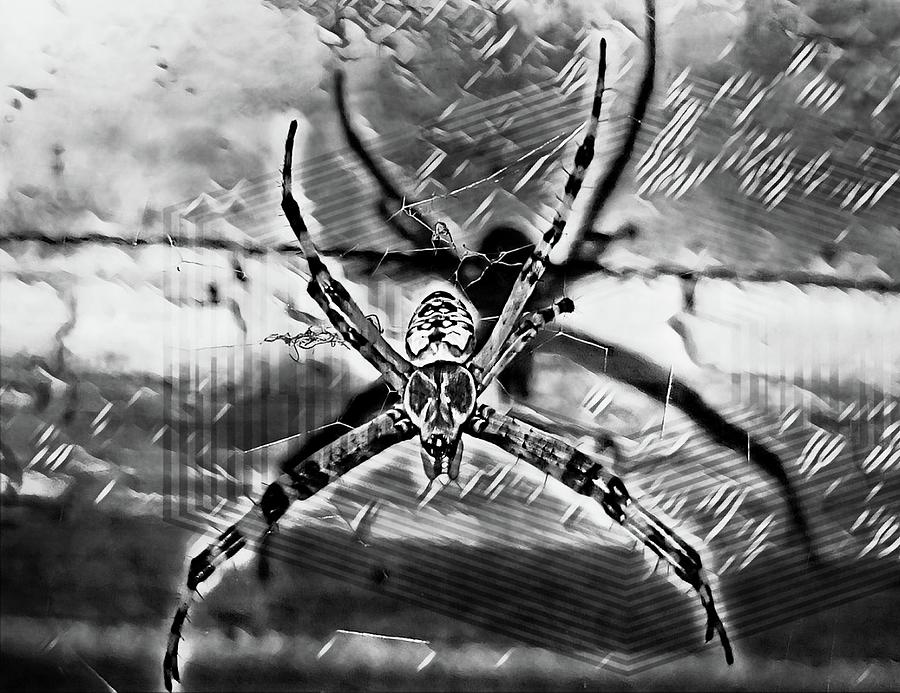 Garden Spider Dreams Digital Art by Ally White