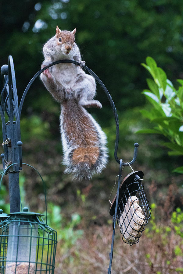 Squirrel Photograph - Garden Squirrel by Nick Lewis Squirrel Photograph - Garden Squirrel by Nick Lewis