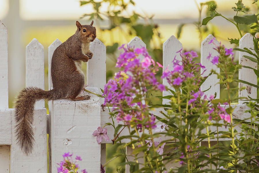 Garden Squirrel  Photograph by Rachel Morrison