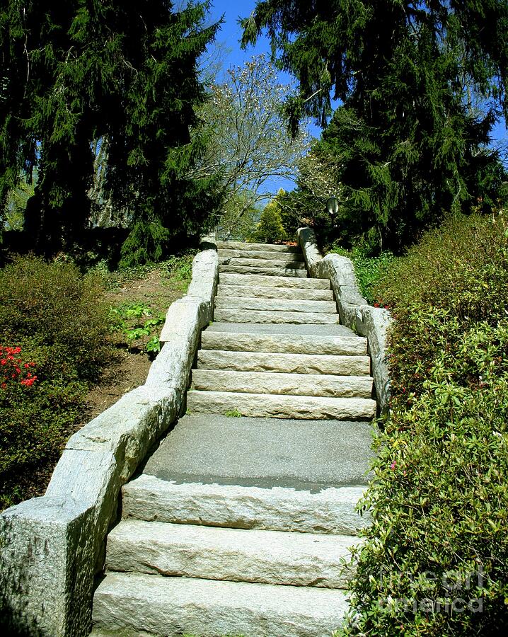 Tree Photograph - garden stairway to heaven  Biltmore Estate NC by Charlene Cox