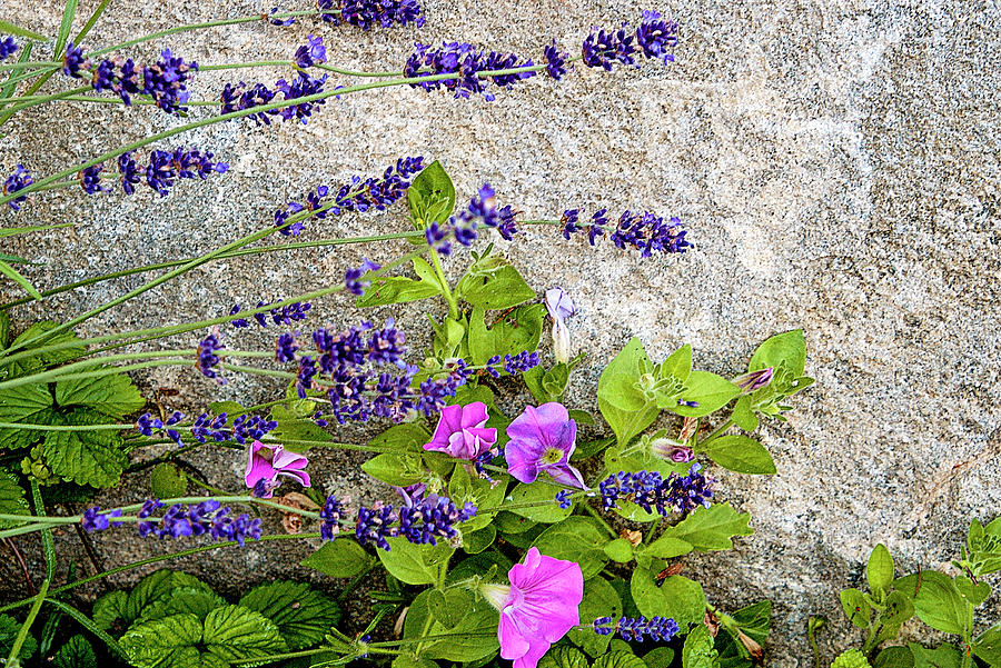 Garden Stone Wall Photograph by Jill Love