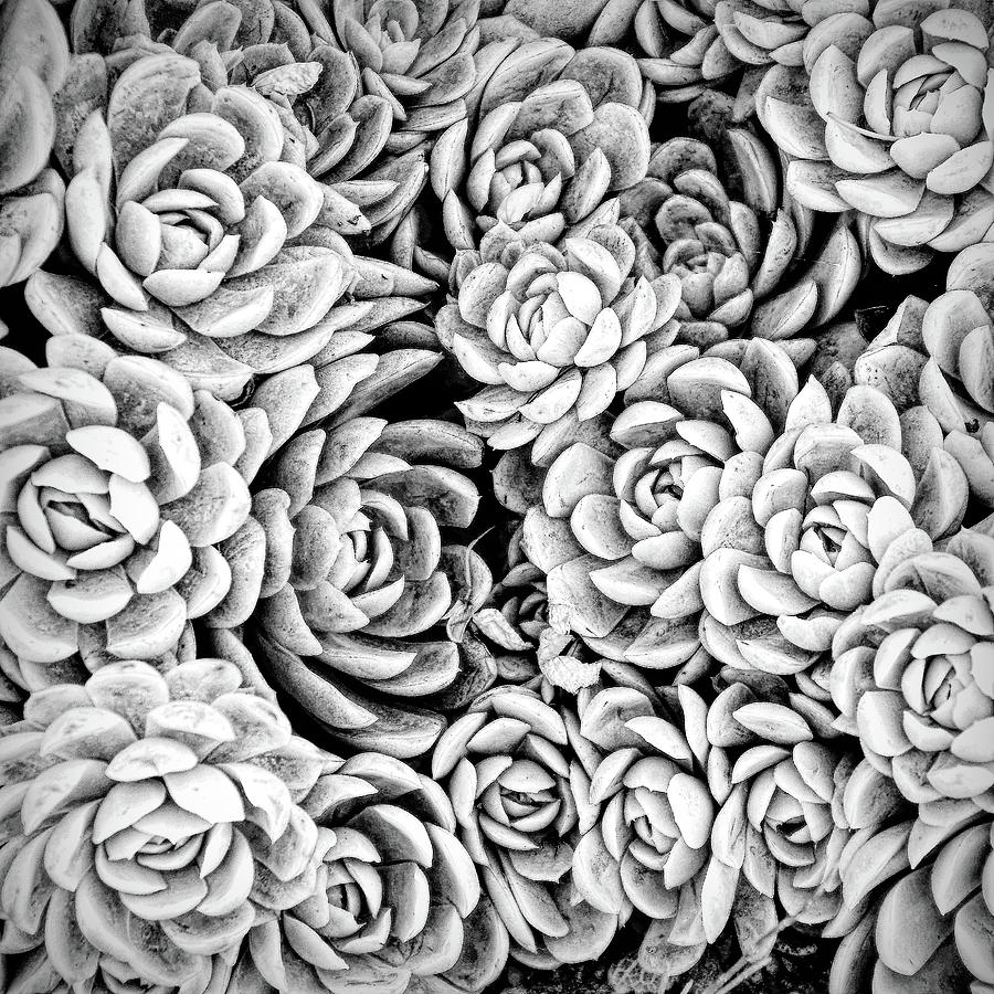 Garden Succulent Botanicals I Black and White Photograph by Debra and Dave Vanderlaan
