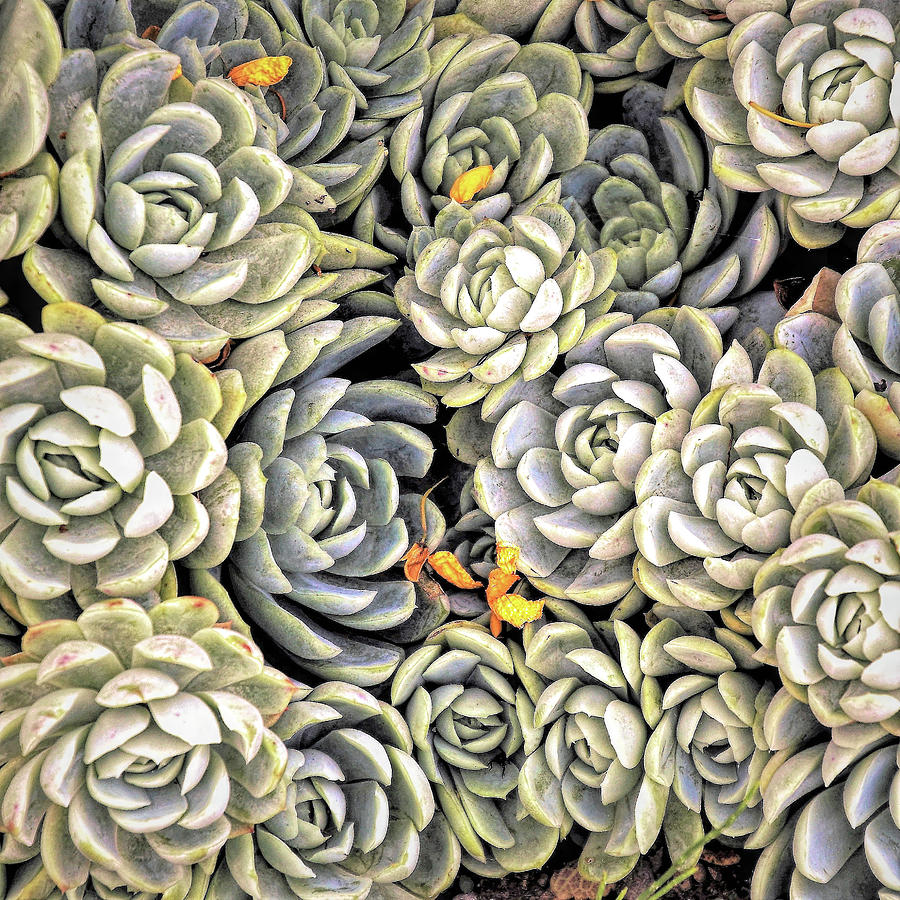 Garden Succulent Botanicals I Photograph by Debra and Dave Vanderlaan