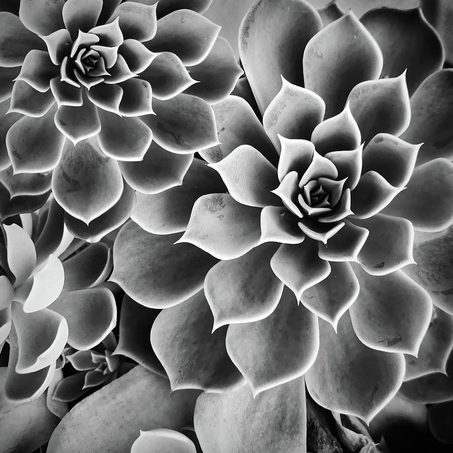 Garden Succulent Botanicals II Black and White Photograph by Debra and Dave Vanderlaan