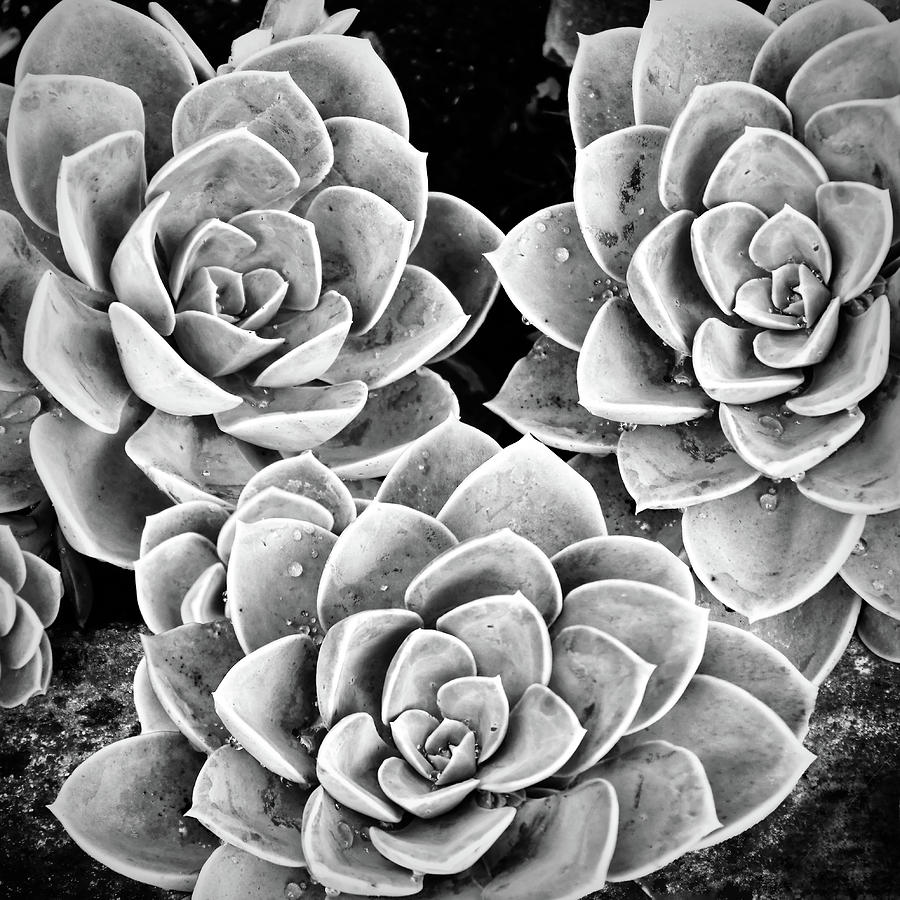 Garden Succulent Botanicals IV Black and White Photograph by Debra and Dave Vanderlaan