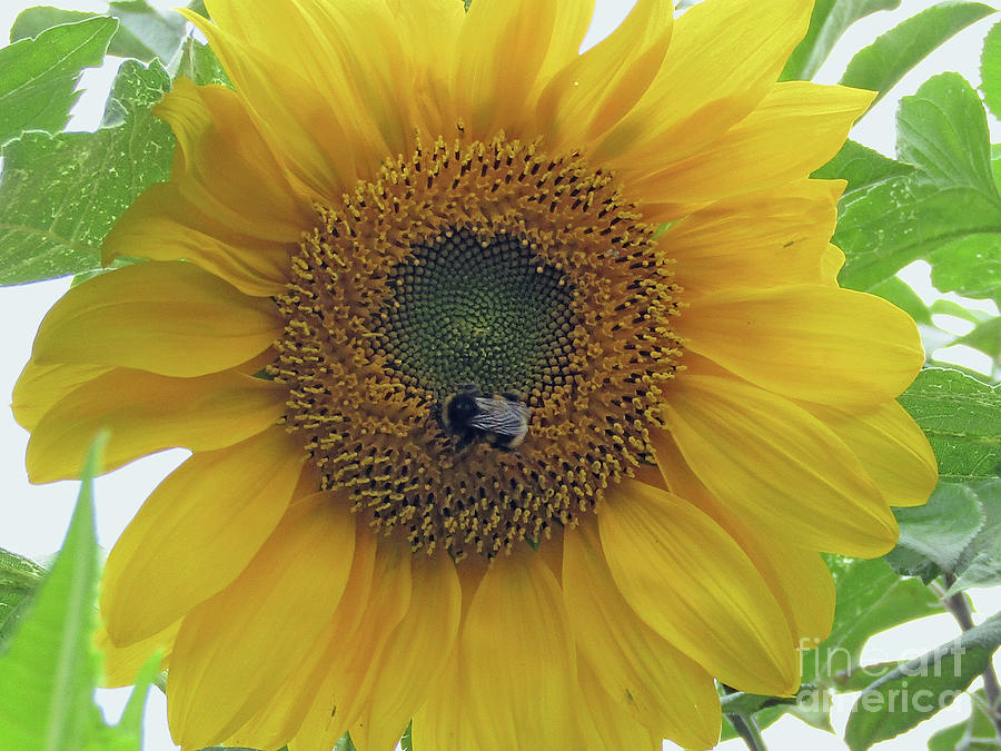 Garden Sunflower Photograph by Kim Tran