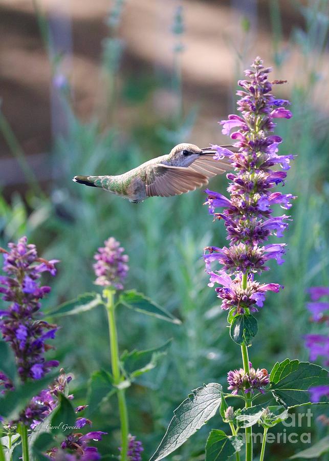 Garden Sunshine Hummingbird Photograph by Carol Groenen