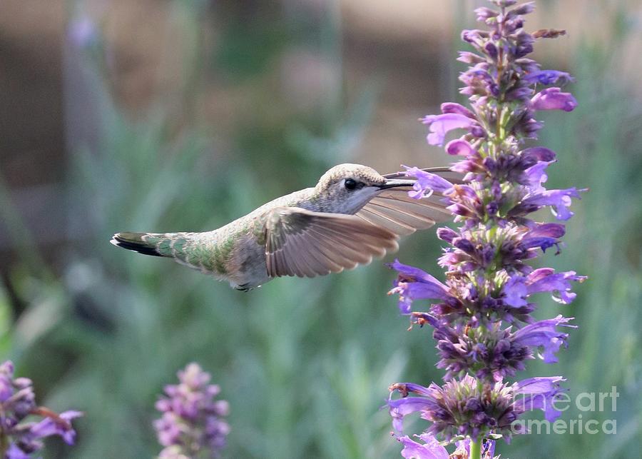 Garden Sunshine Hummingbird Closeup Photograph by Carol Groenen