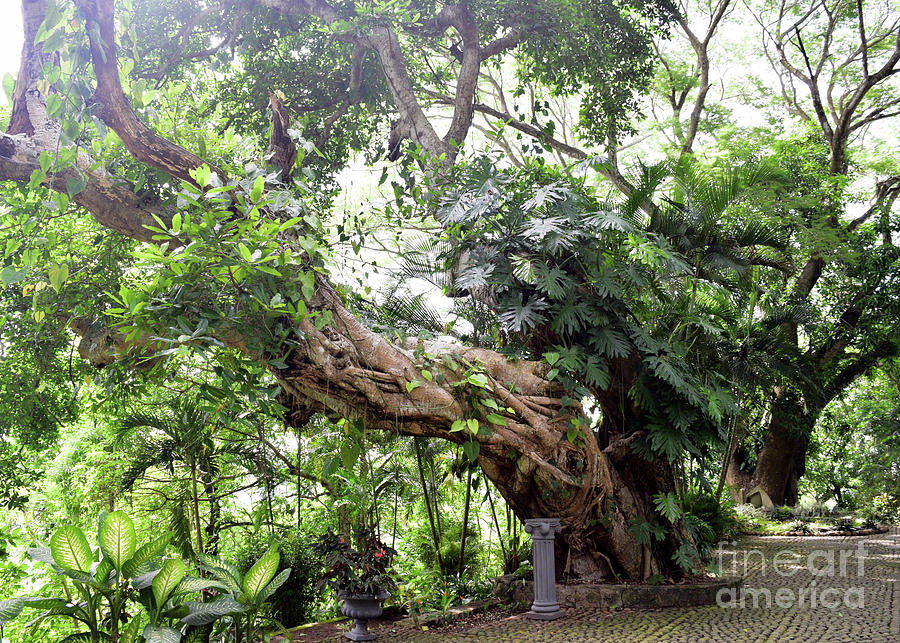 Garden Tree Photograph by Stef Miller | Fine Art America