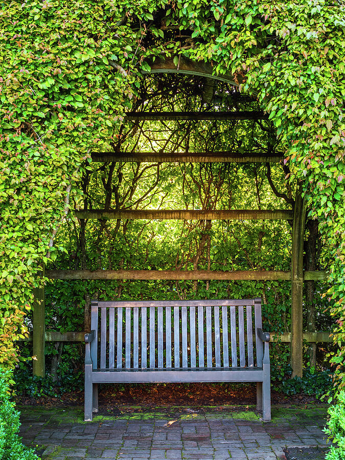 Garden Trellis Bench Photograph by Rachel Morrison Garden Trellis Bench Photograph by Rachel Morrison