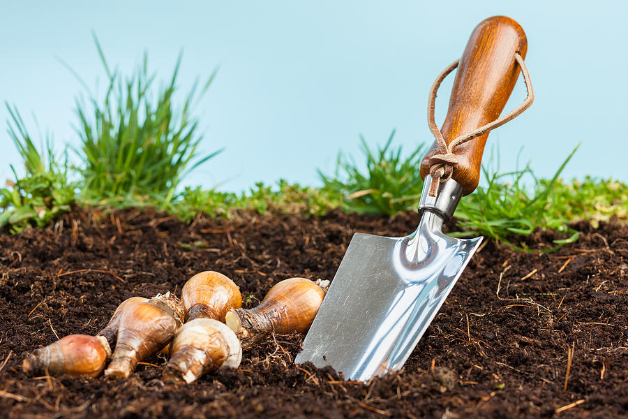 Garden trowel with bulbs in soil Photograph by Lucentius