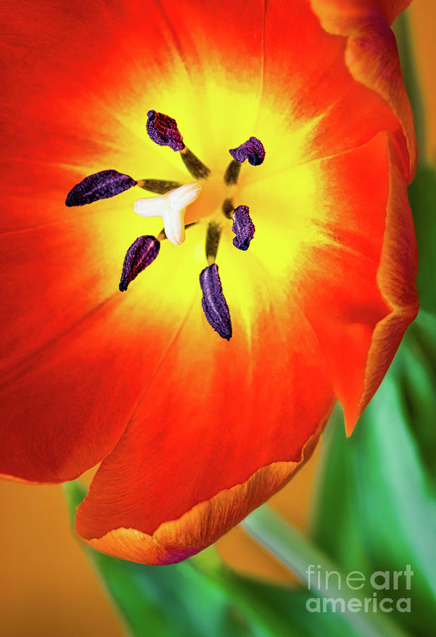 Garden tulip Macro Pyrography by Joseph Miko
