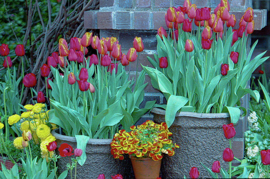 Garden Tulips in Containers Photograph by Bonnie Colgan