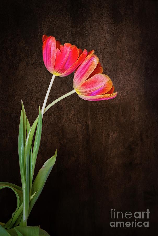 Garden tulips Pyrography by Joseph Miko
