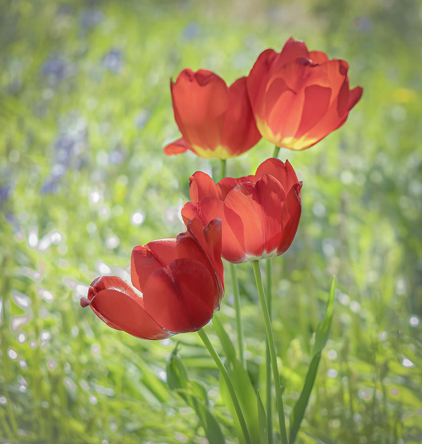 Garden Tulips Photograph by Sylvia Goldkranz