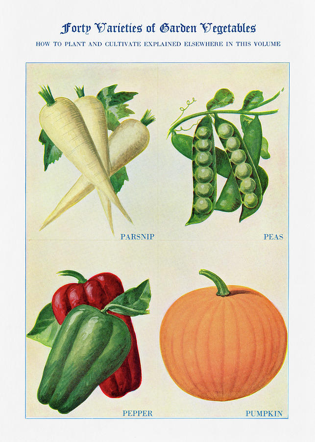 Pumpkin Digital Art - Garden vegetable 03 - Vintage Farm Illustration - The Open Door to Independence by Studio Grafiikka
