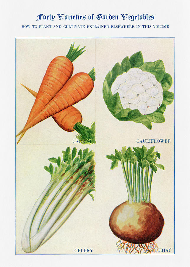 Carrot Digital Art - Garden vegetable 04 - Vintage Farm Illustration - The Open Door to Independence by Studio Grafiikka