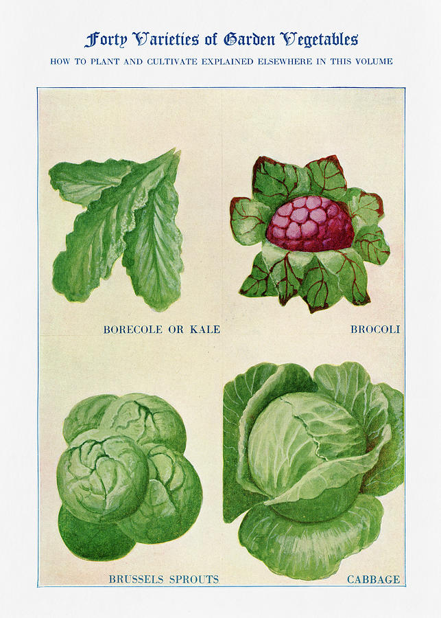 Cabbage Digital Art - Garden Vegetables 02 - Vintage Farm Illustration - The Open Door to Independence by Studio Grafiikka
