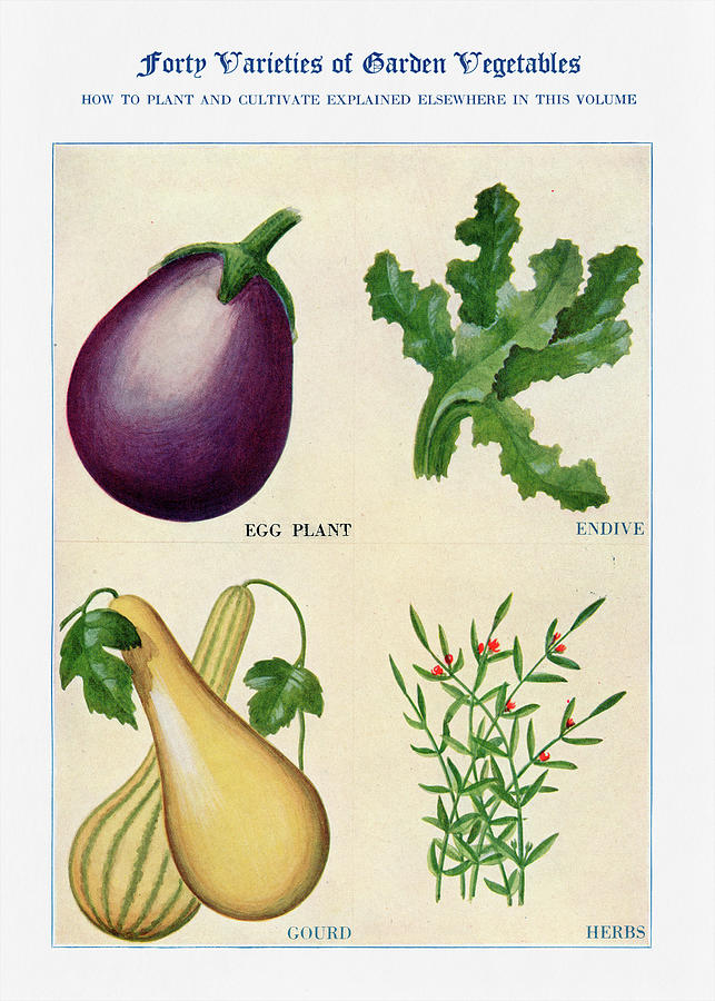 Vegetable Digital Art - Garden vegetables 01 - Vintage Farm Illustration - The Open Door to Independence by Studio Grafiikka