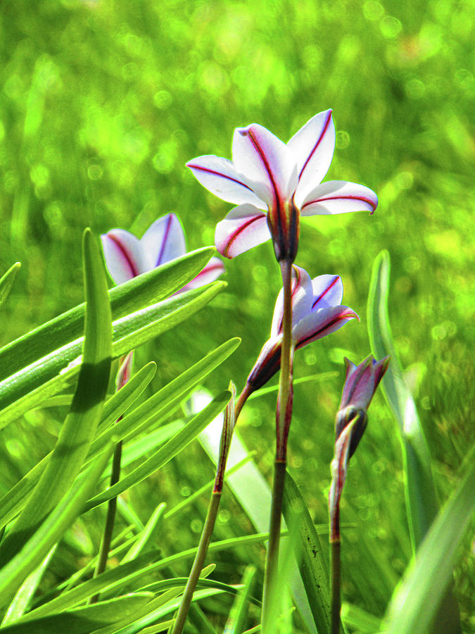 Flower Photograph - Garden Whisper by Jenna Monroe Flower Photograph - Garden Whisper by Jenna Monroe