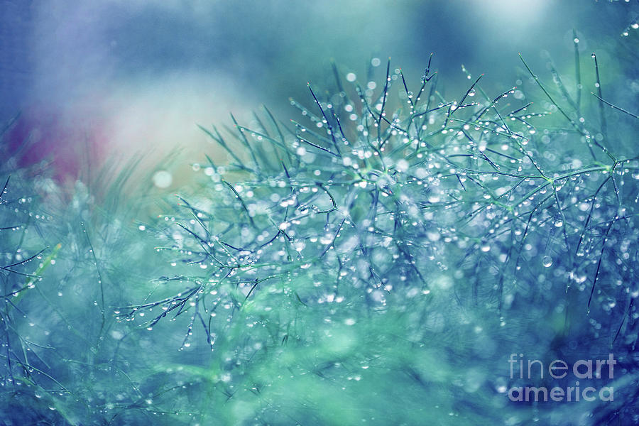 Garden Whispers Blue Photograph by Sharon Mau