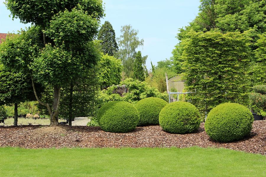 Gardendesign with buxus Photograph by Fotolinchen