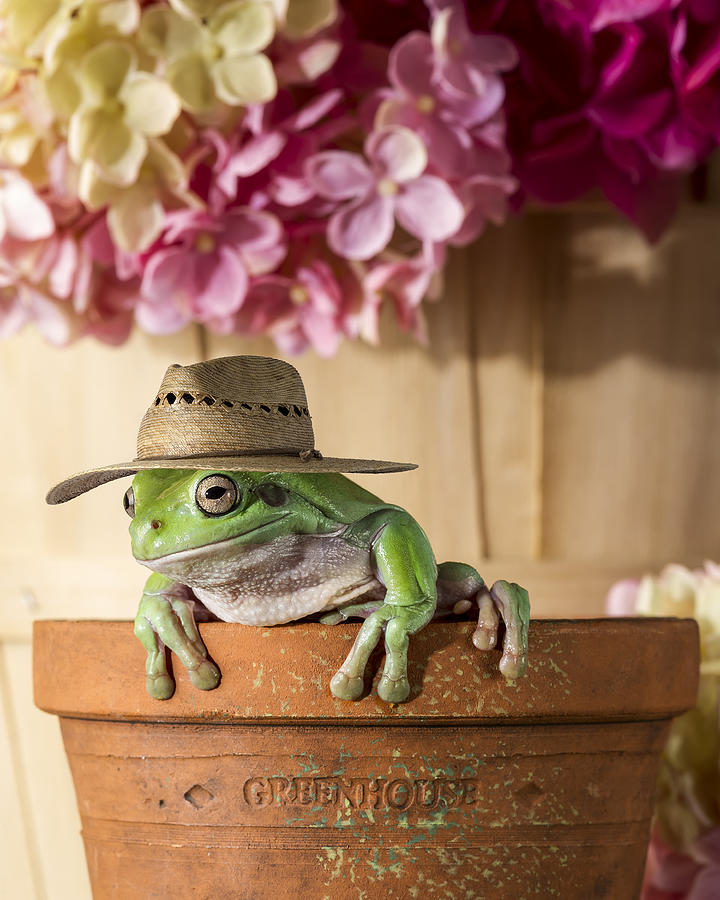 Gardener Frog Photograph by Ian Gwinn