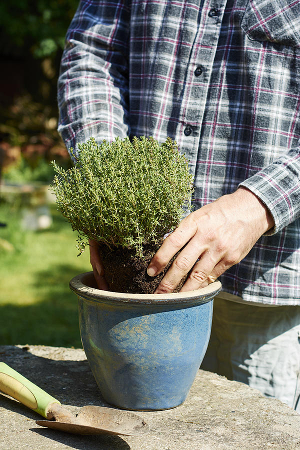 Gardener planting thyme in a pot Photograph by Westend61