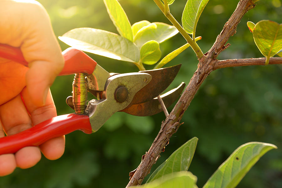 Gardener Pruning Trees With Pruning Shears On Nature Background. Photograph by Kirisa99