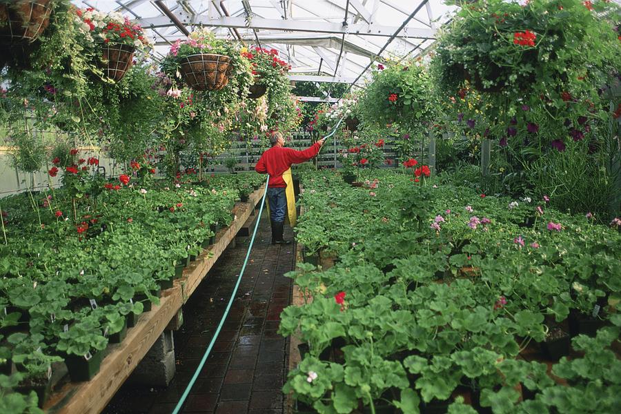 Gardener watering plants in a greenhouse Photograph by Scott Barrow