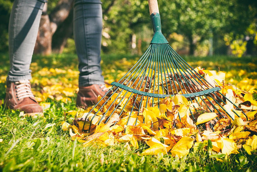 Gardener woman raking up autumn leaves in garden. Woman standing with rake. Photograph by Zbynek Pospisil