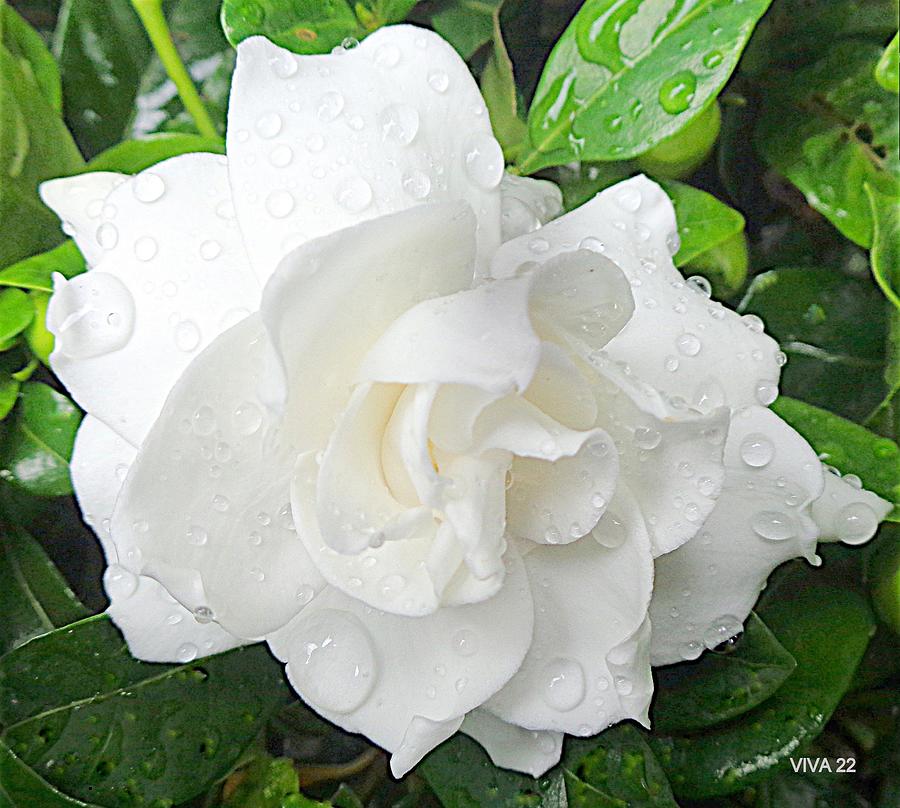 Gardenia  -  After  The  Rain Photograph by VIVA Anderson