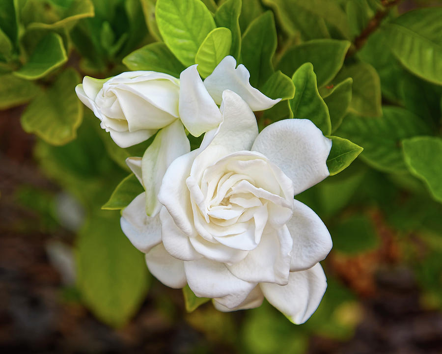 Gardenia and Bud Photograph by Sally Weigand