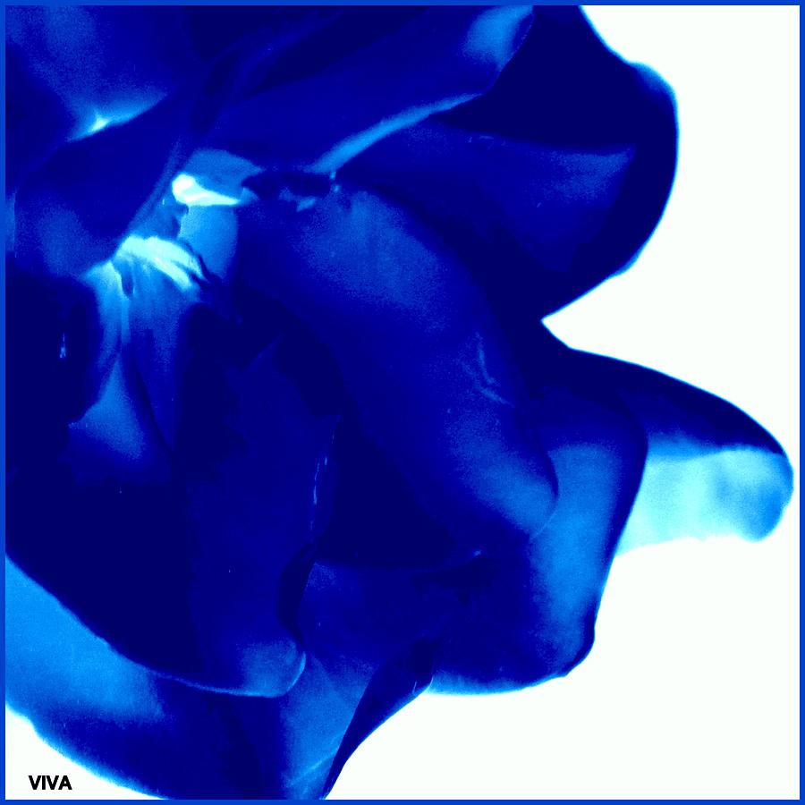 Gardenia - Blue Abstract Photograph by VIVA Anderson