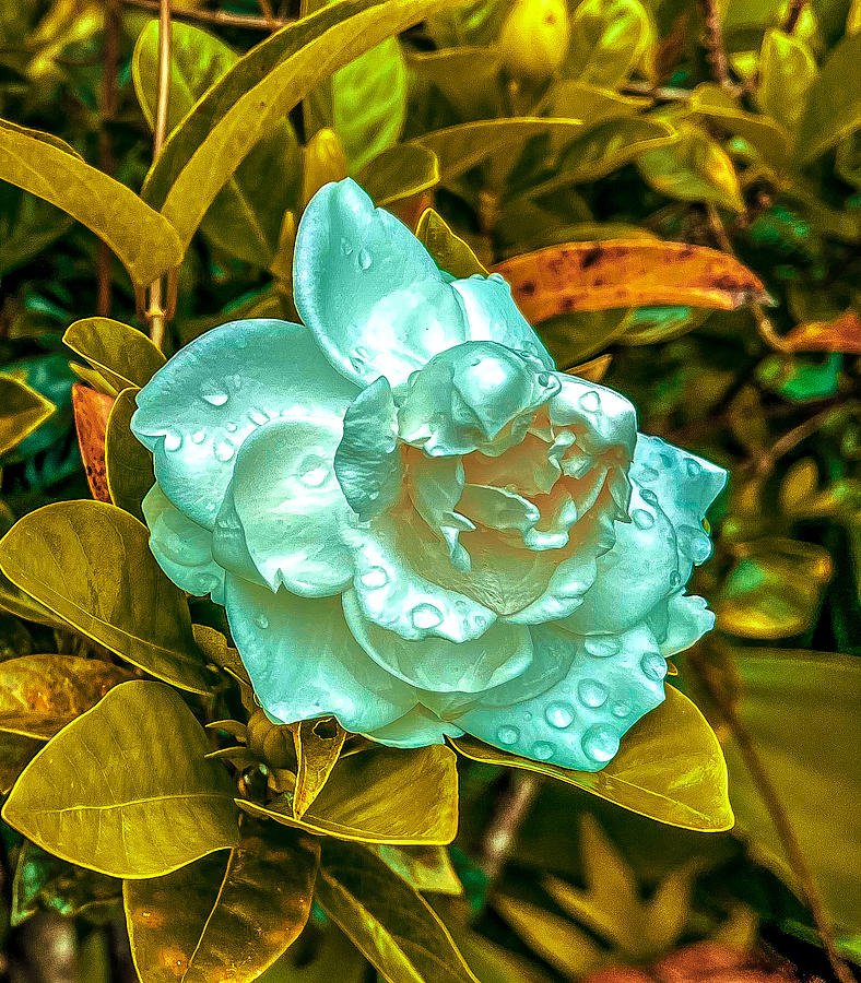 Gardenia Blue Aloha  Photograph by Joalene Young