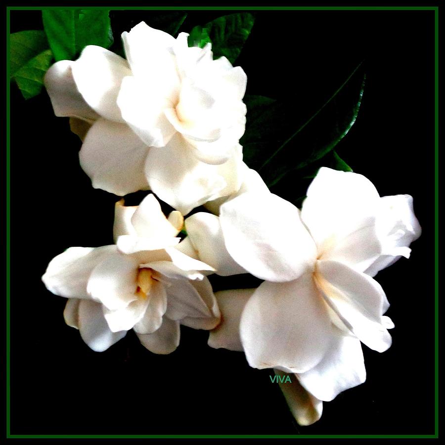 Gardenia Bouquet  - Framed Photograph by VIVA Anderson