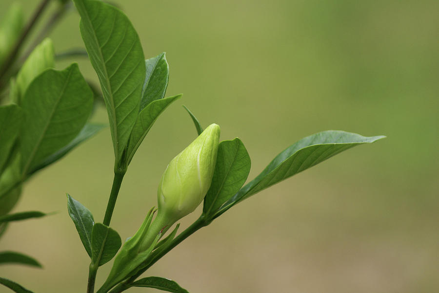 Gardenia Bud Photograph by Heather E Harman