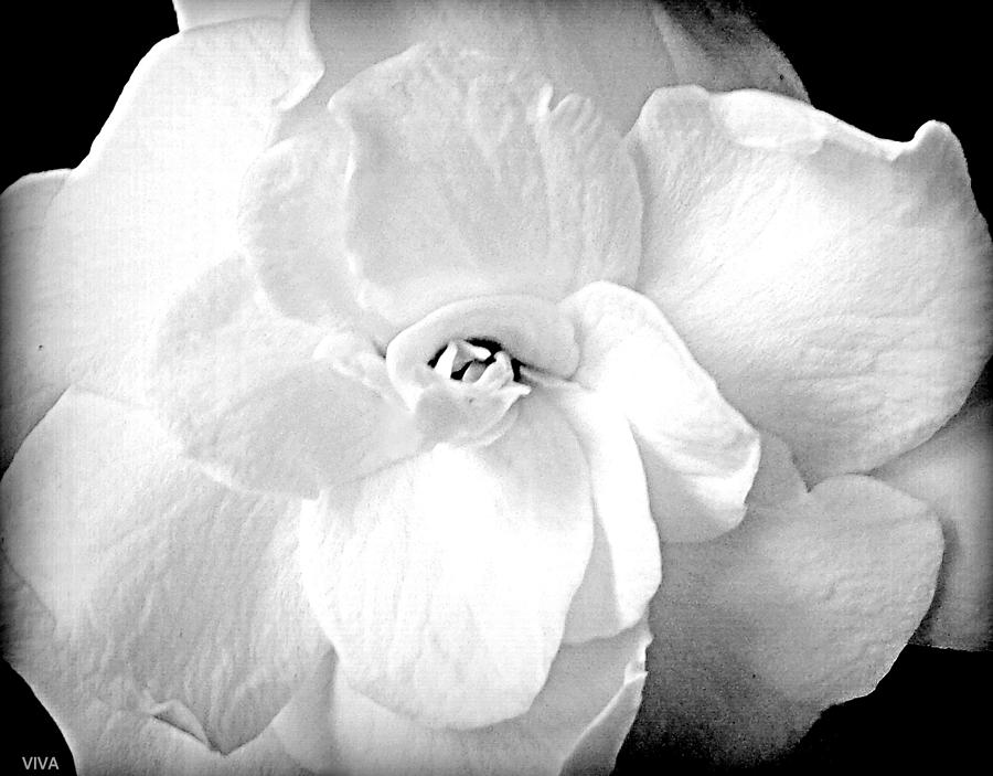 Gardenia - Divine  -  White Photograph by VIVA Anderson